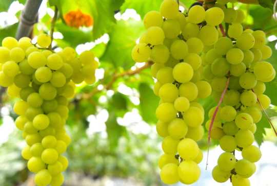 장성군의 대표 여름 과일인 포도가 본격 출하 중이다. 사진은 샤인머스캣./장성군 제공