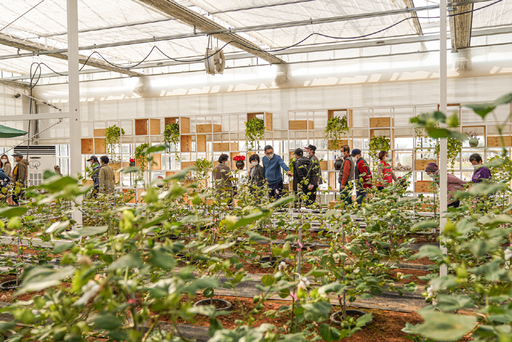 ​▲ 목포 고하도 실내 목화체험장[사진=목포시]​