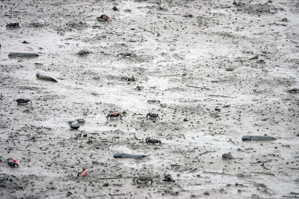 강진만 생태공원갯벌[사진=강진군]