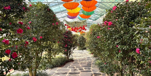 2024 애기동백 사진 / 사진 제공 = 신안군