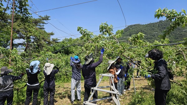 농업기술센터 직원들이 농가 일손 돕기로 복숭아 적과 작업을 하는 모습